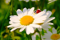 Ladybug