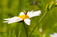Bee-made-from-my-ladybug