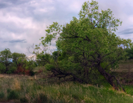 Trees-in-a-gully-2