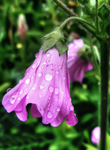 Pink-flowers