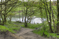 The-pond-in-the-woods-