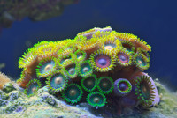 Coral-zoanthus
