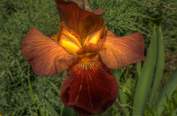 Glowing-iris
