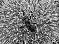 Pollen-poacher