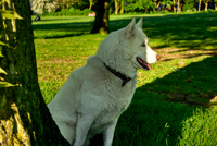 Husky