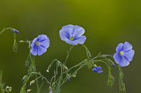 Blu-flowers