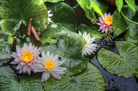 Lotus-in-the-rain