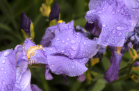 Iris-after-rain-