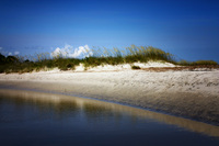 Hilton-head-island-sea-oats