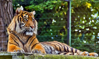Tiger-watching-me