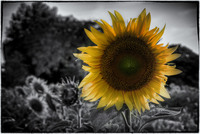 Sunflower-in-backlight