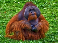 Orangutan-in-zoo