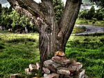 Trunk