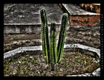 St-peter-s-cactus