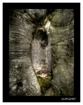 Hole-in-a-tree-trunk