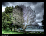 Dried-tree