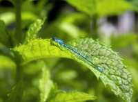 Dragon-fly