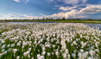 Windy-