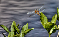 Dragonfly-from-finland