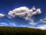 Rocky-mountain-forest