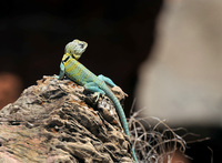 Palo-duro-canyon-lizard