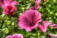 Lavatera-trimestris