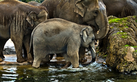 Elephants-have-a-cosy-time-in-the-water