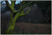 Brecon-beacons-tree