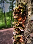 Dark-tree-trunk