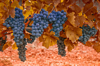 Autumn-delights