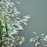 Leaves-in-the-river