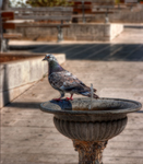 A-pigeon-at-the-fountain