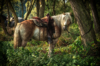 The-horse