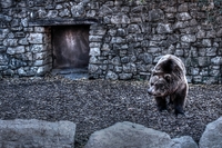 Old-bear