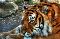 Lazy-tiger