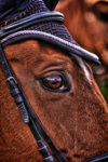 The-horse