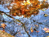 Reflect