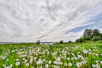 Dandelion-field