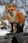 Red-fox
