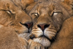 Sleeping-kitties