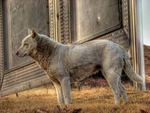Stray-dog