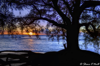 Shadowed-tree