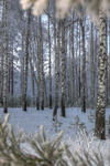 Birchwood