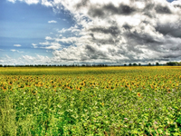 Flower-power-