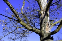 Winter-tree-in-blue-sky