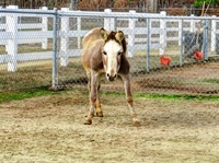 Crazy-sweet-donkey