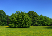 Park-in-summertime