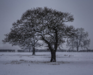Snowy-tree