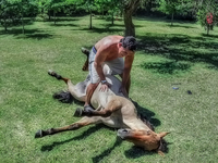 Colt-or-puppy