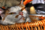 The-cat